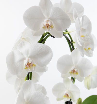 Hvit orkidé på bøyle i hvit glasspotte